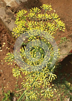 Aerial view of anise plant flowers [pimpinella anisum].