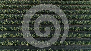 Aerial view of apple orchard, neat rows of green fruit trees in slow motion