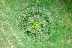 Aerial view of Araucaria araucaana