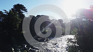 Aerial view of an Araucaria tree forest at Lanin volcano