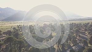 Aerial view of an Araucaria tree forest at Lanin volcano