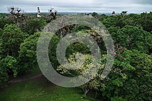 Aerial view from the archaeological site Tikal, temples reaching out of the jungle, Peten, Guatemala