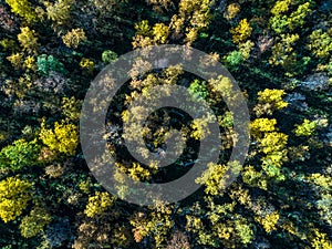 Aerial view of arctic broadleaved forest from top in autumn with sun and rays photo