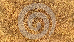 aerial view ascending over the wheat field