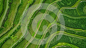 aerial view of an asian ricefield terraces, top view