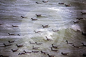 Aerial view, atlantic, clouds, oleron, atlantic ocean marsh, storm, duck, lighthouse