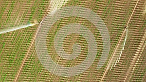 Aerial view of automatic watering irrigation system spraying water over agriculture field