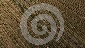 Aerial view of autumn agricultural field. Footage. Aerial view of wheat field. Agricultural field