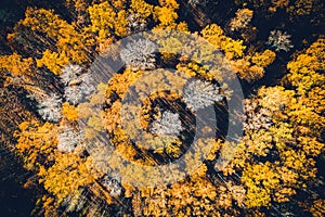 Aerial view of autumn colored forest