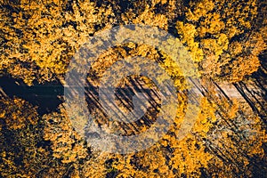 Aerial view of autumn colored forest road