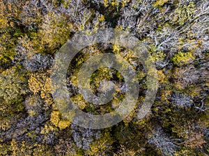 Aerial view of Autumn deciduous forest, yellow and colorful background