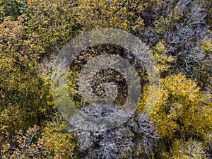 Aerial view of Autumn deciduous forest, yellow and colorful background