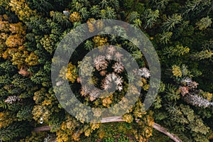 Aerial view of the autumn forest