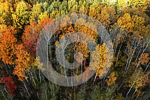 Aerial view of the autumn forest