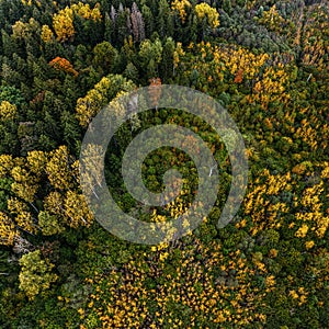 Aerial view of the autumn forest