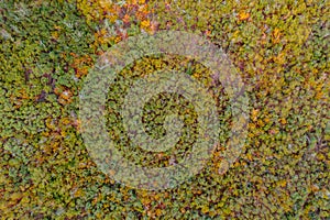 Aerial view of autumn forest with green and yellow trees. Background of mixed deciduous and coniferous forest