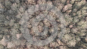 Aerial view of an autumn forest moving in the wind