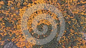 Aerial view of autumn forest in the Siberian nature reserve Stolby.