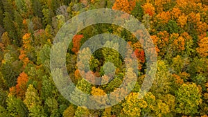 Aerial View of Autumn Landscape View of the Autumn Bright Multi-colored Trees, Green, Orange and Reddish Tint.