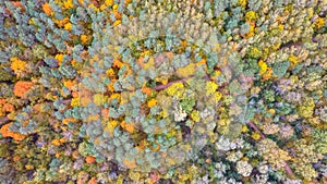 Aerial View of Autumn Landscape View of the Autumn Bright Multi-colored Trees, Green, Orange and Reddish Tint.