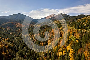 Aerial view of autumn mountain landscape with evergreen pine trees and yellow fall forest with magestic mountains in distance