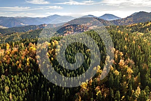 Aerial view of autumn mountain landscape with evergreen pine trees and yellow fall forest with magestic mountains in distance