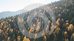 Aerial view of autumn pine forest with yellow and green trees in the mountains