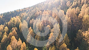 Aerial view of autumn pine forest with yellow and green trees in the mountains