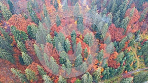 Aerial view of autumn pine forest with yellow and green trees in the mountains