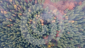 Aerial view of autumn pine forest with yellow and green trees in the mountains