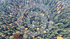 Aerial view of autumn pine forest with yellow and green trees in the mountains