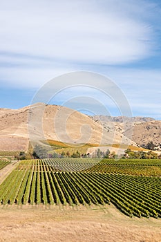 Aerial view of autumn vineyard landscape at Wither HIlls in Marlborough region of New Zealand
