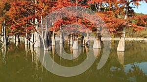 Aerial view of Autumnal tree with red needles in water. Autumnal swamp cypresses on river