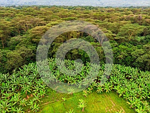 Aerial view on banana plantation bordered wit a Primal Virgin Forest of Manyara National Park Concervation Area in East