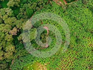 Aerial view on banana plantation bordered wit a Primal Virgin Forest of Manyara National Park Concervation Area in East