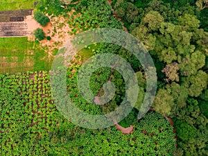 Aerial view on banana plantation bordered wit a Primal Virgin Forest of Manyara National Park Concervation Area in East