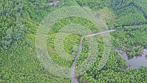 Aerial View Banana and Tree Plantations at Road along Lake