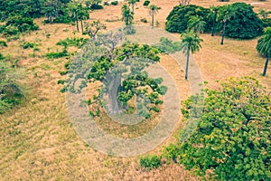 Aerial view of Baobab tree. Senegal. West Africa. Photo made by drone from above