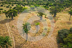 Aerial view of Baobab tree. Senegal. West Africa. Photo made by drone from above