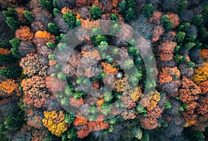 Aerial view of beautiful autumn forest. Top view of woods in fall