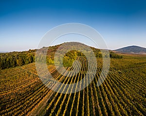 Aerial view of beautiful autumn vineyard