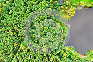 Aerial view of beautiful dense forest of mixed trees near a pond