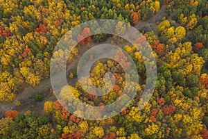 Aerial view of beautiful forest on autumn day