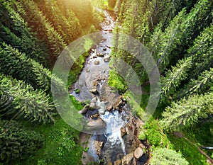 Aerial view of beautiful forest and river in summer. Top view. AI-generated image