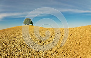 Aerial view of the beautiful landscape of Tuscany in Italy, near Montalcino, hills cultivated with wheat, yellow plowed field with