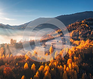 Vista aerea da bellissimo arancia foresta nebbia sul alba 