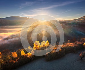 Aerial view of beautiful orange trees on the hill in mountains