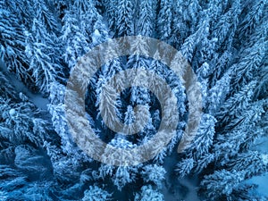 Aerial view of beautiful pine trees in snow in beautiful winter