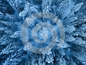 Aerial view of beautiful pine trees in snow in beautiful winter