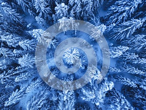 Aerial view of beautiful pine trees in snow in beautiful winter